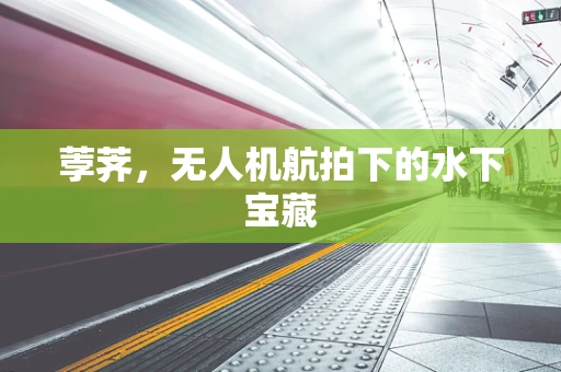 荸荠，无人机航拍下的水下宝藏
