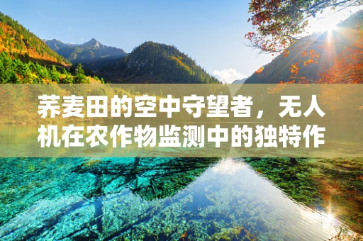 荞麦田的空中守望者，无人机在农作物监测中的独特作用？
