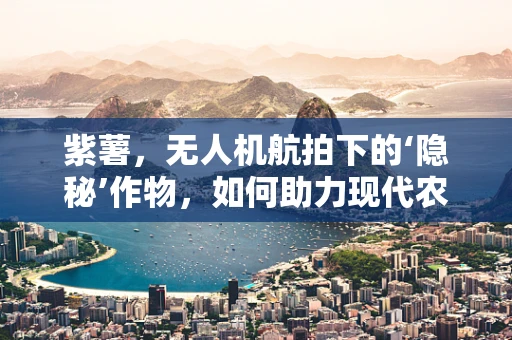 紫薯，无人机航拍下的‘隐秘’作物，如何助力现代农业？