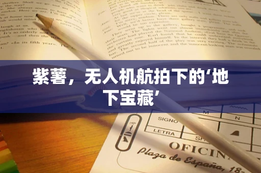 紫薯，无人机航拍下的‘地下宝藏’