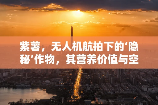 紫薯，无人机航拍下的‘隐秘’作物，其营养价值与空中视角的奇妙碰撞