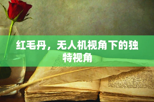 红毛丹，无人机视角下的独特视角