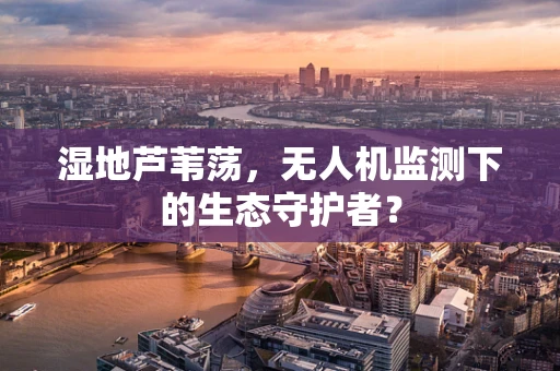 湿地芦苇荡，无人机监测下的生态守护者？