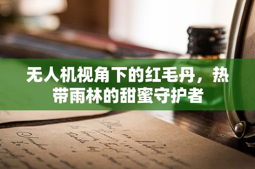 无人机视角下的红毛丹，热带雨林的甜蜜守护者