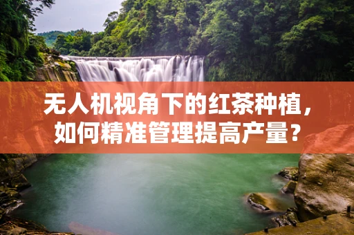 无人机视角下的红茶种植，如何精准管理提高产量？