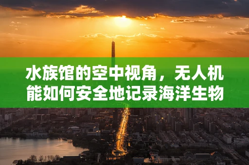 水族馆的空中视角，无人机能如何安全地记录海洋生物的奇妙世界？